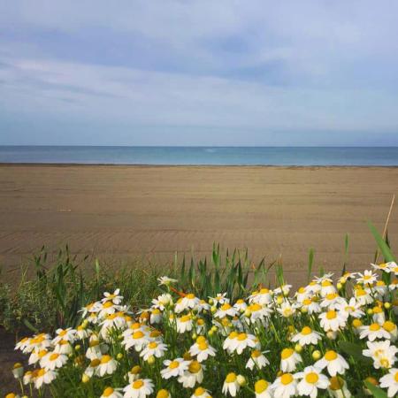 Margherite in primo piano su una spiaggia deserta con mare calmo e cielo nuvoloso.
